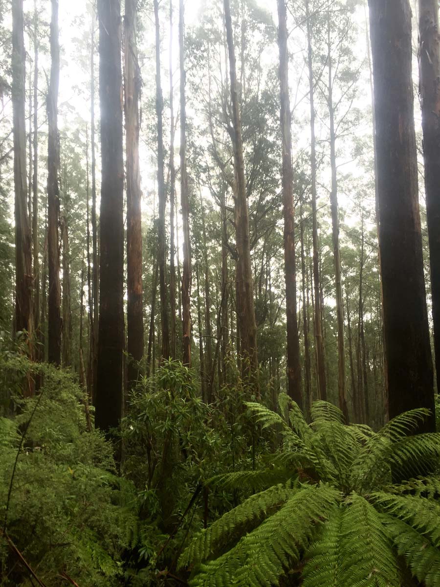Mount juliet hike 11