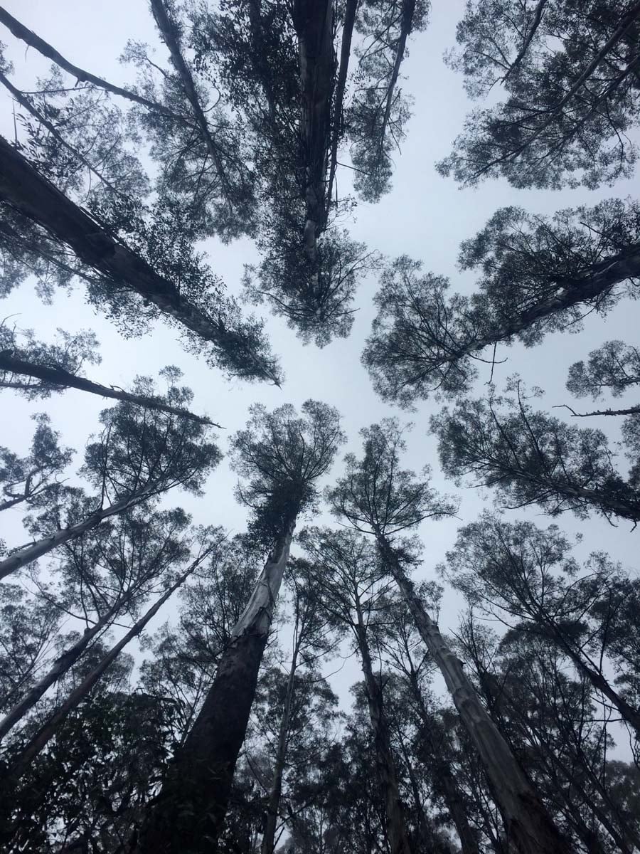 Mount juliet hike 12