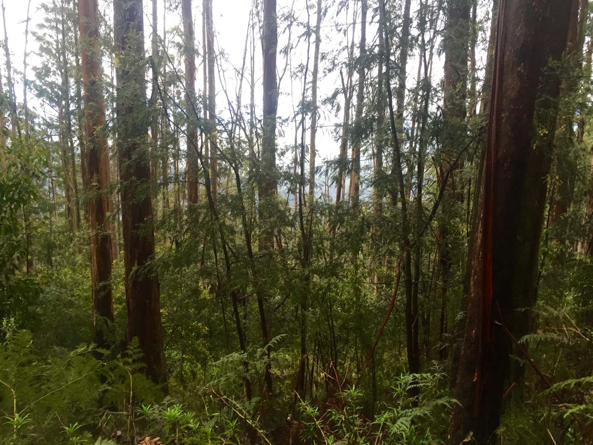 Mount juliet hike 16