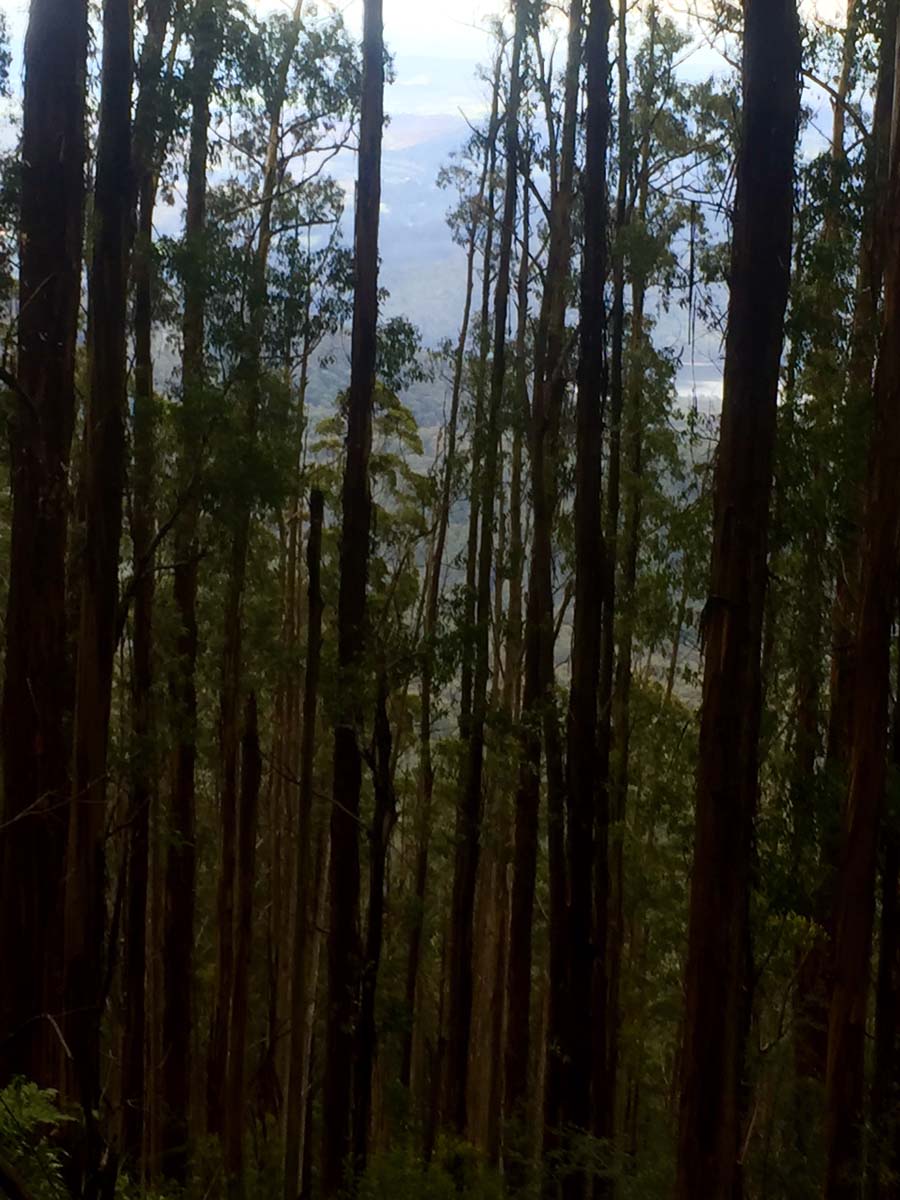 Mount juliet hike 17