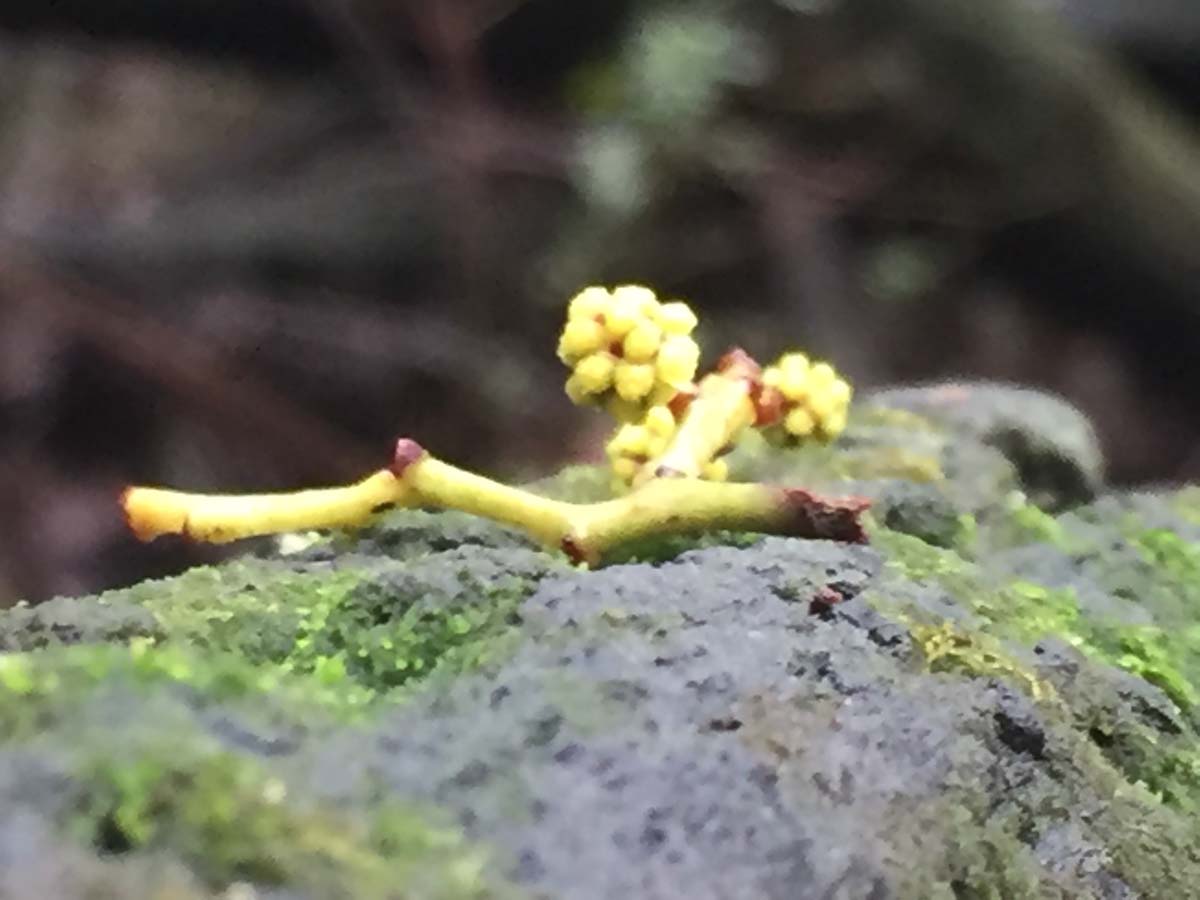 Mount juliet hike 30