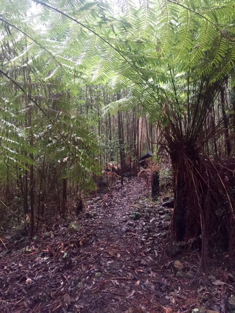 Mount juliet hike 9
