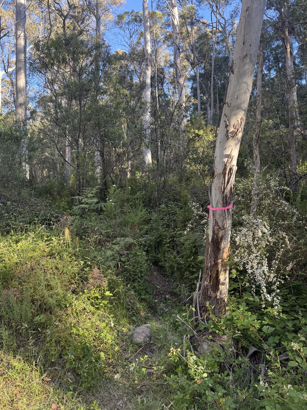 Mount koonika summit hike (1)