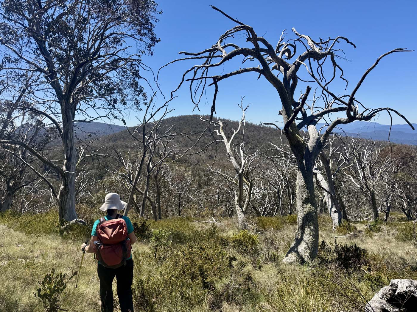 Mount koonika summit hike (23)