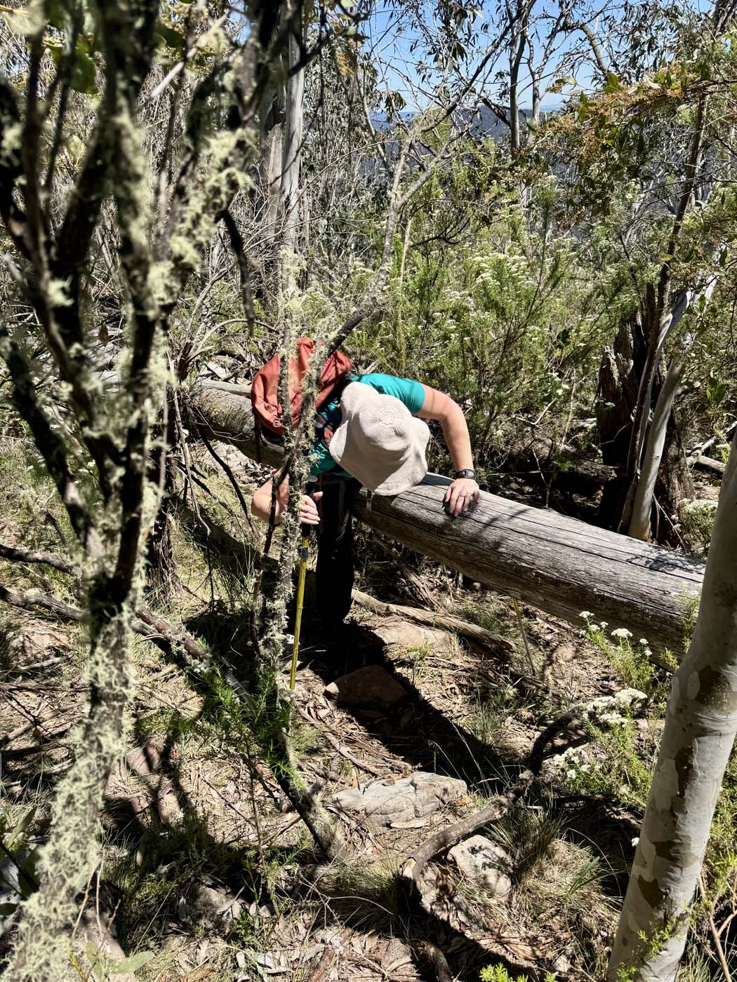 Mount koonika summit hike (8)