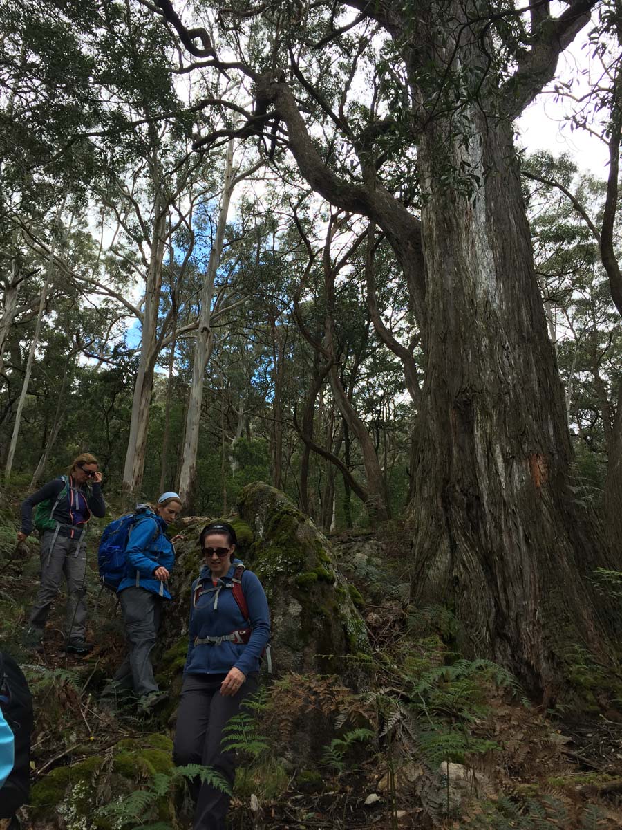 Mount langi ghiran hike 23