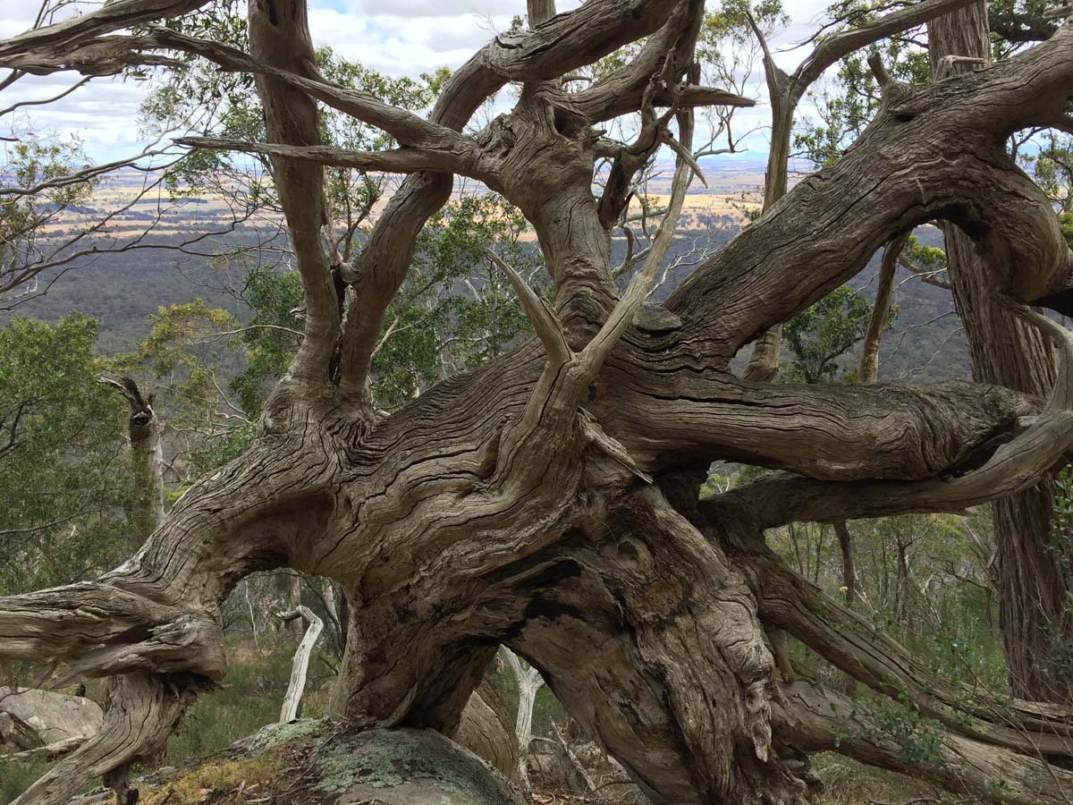 Mount langi ghiran hike 25