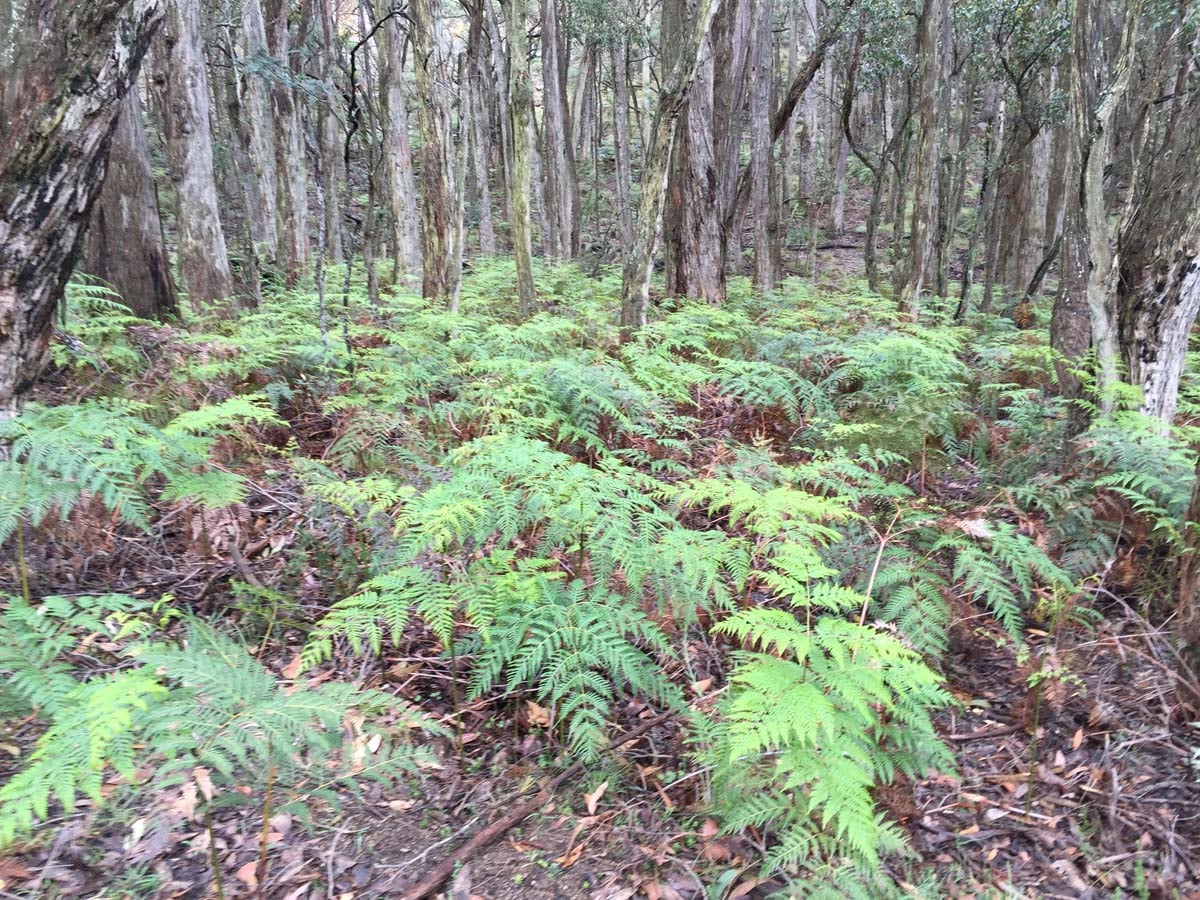 Mount langi ghiran hike 7