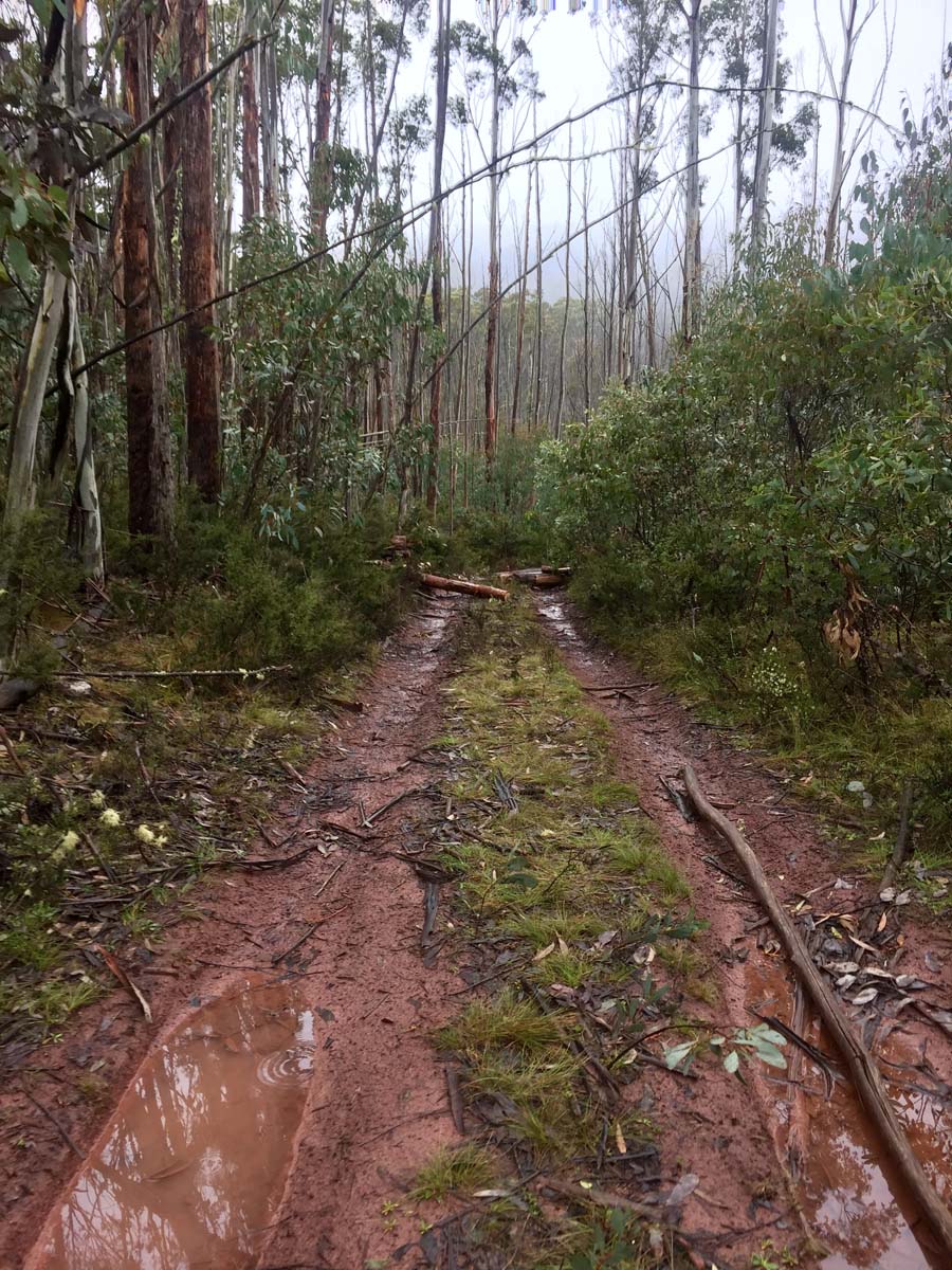 Mount ligar & tamboritha the crinoline hike 5
