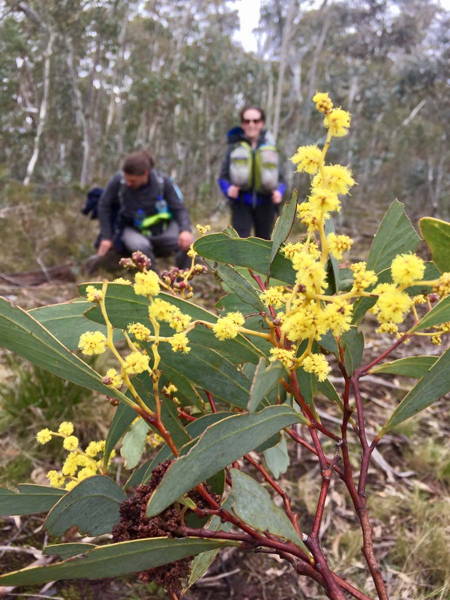 Mount ligar & tamboritha the crinoline hike 99