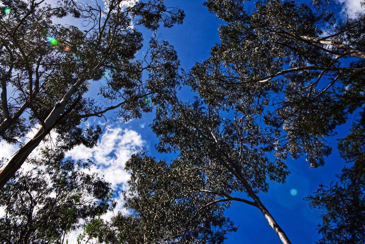 Mount lofty hike 15