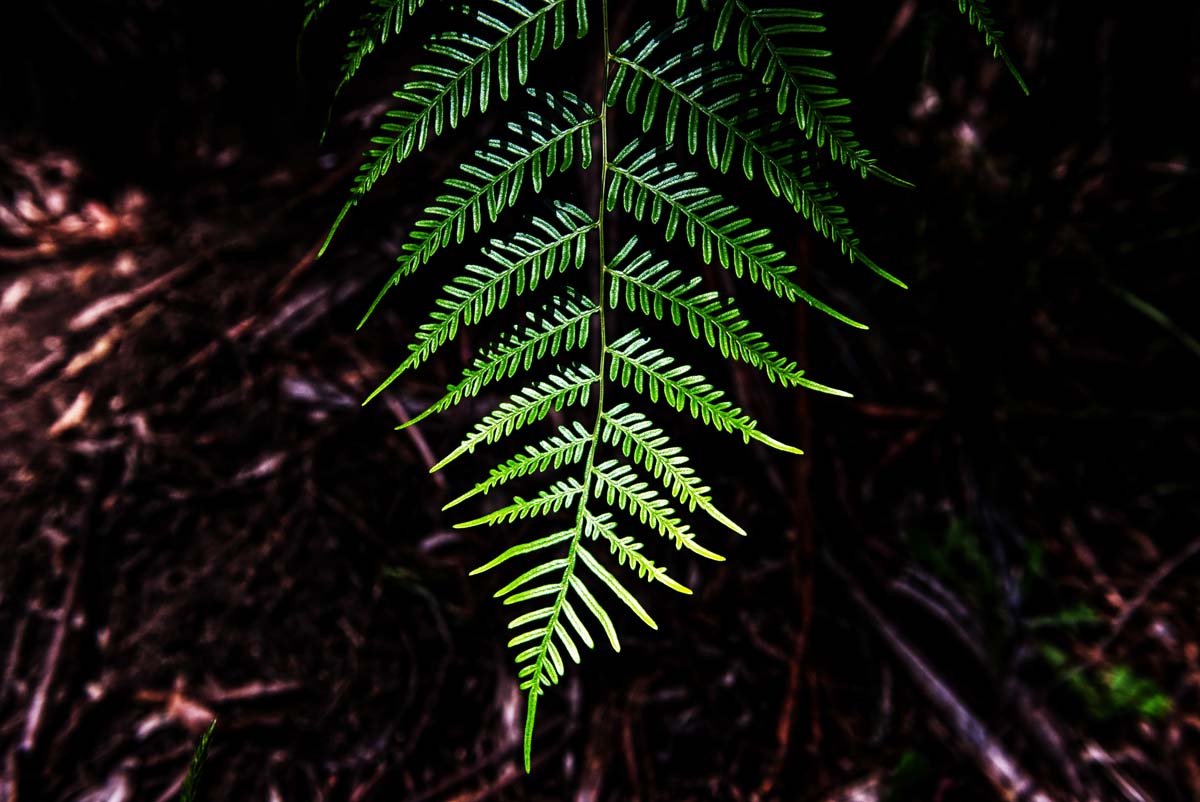 Mount lofty hike 16