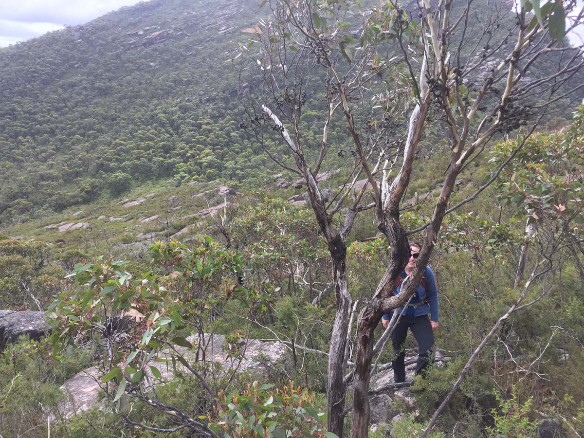 Mount lubra & twin peak hike 25