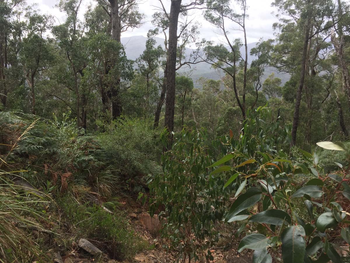 Mount lubra & twin peak hike 4