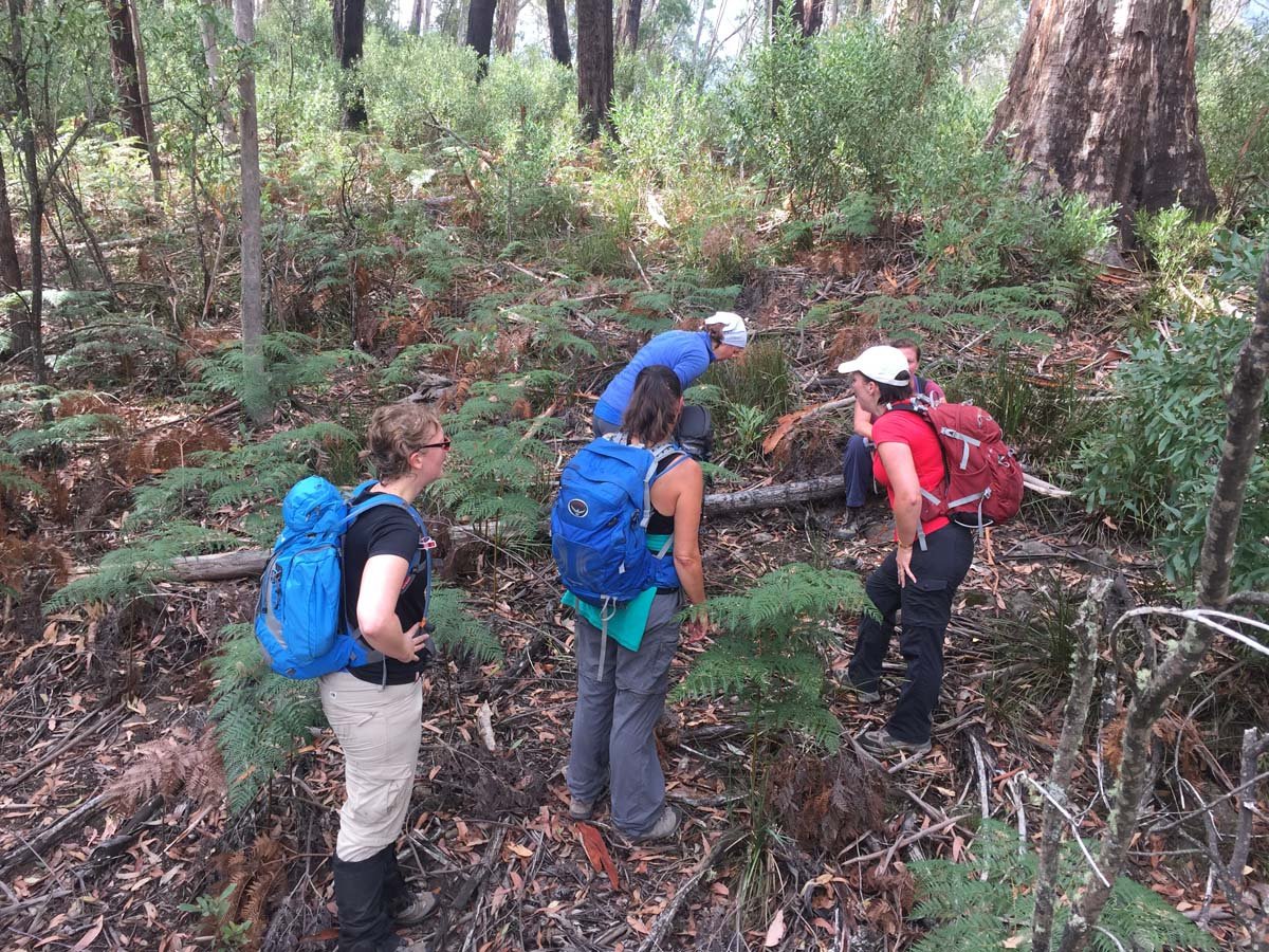 Mount mcdonald & the nobs hike 2