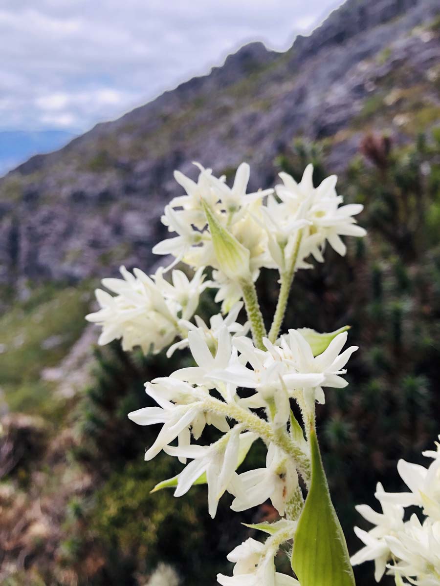 Mount murchison summit hike 19