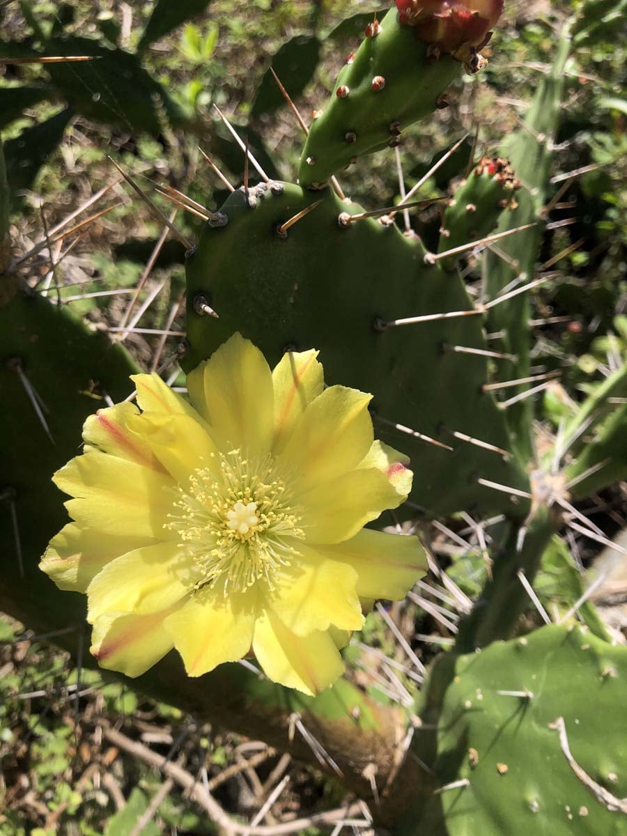 Mount rooper & swamp bay hike 20