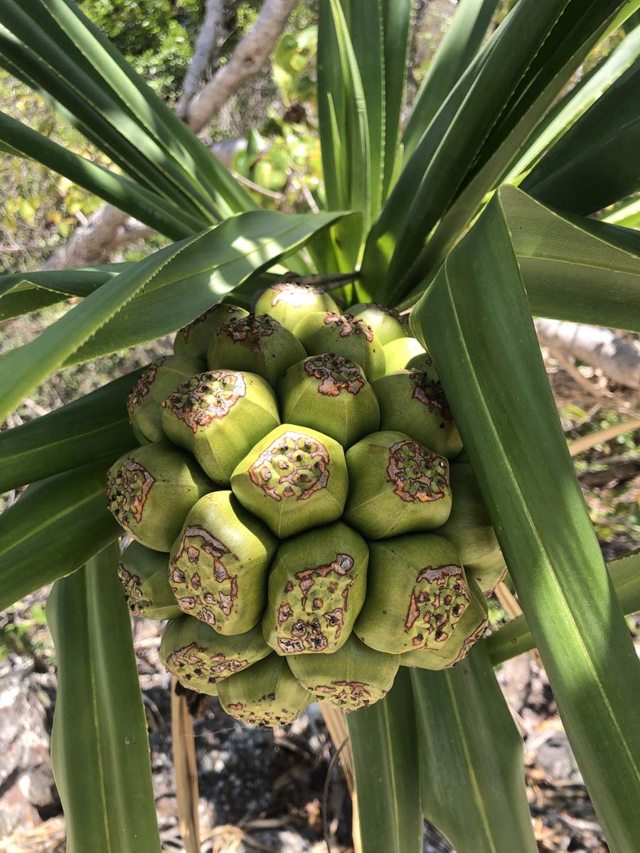 Mount rooper & swamp bay hike 21