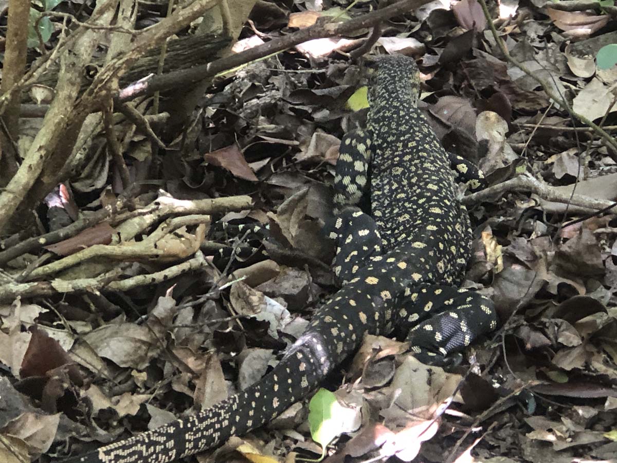 Mount rooper & swamp bay hike 26