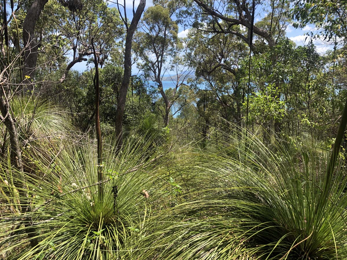 Mount rooper & swamp bay hike 31