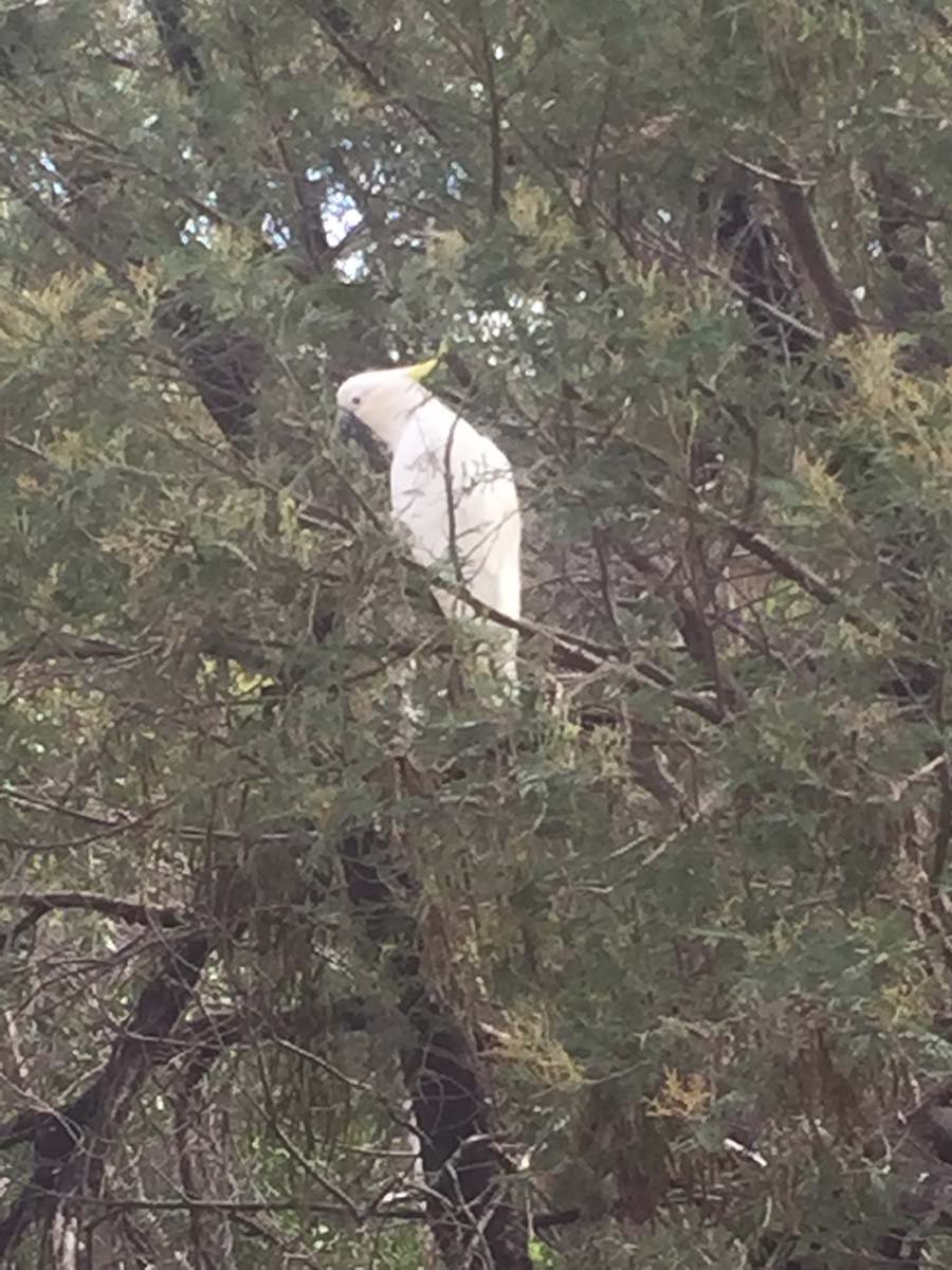 Mount rosea & sundial peak hike 31