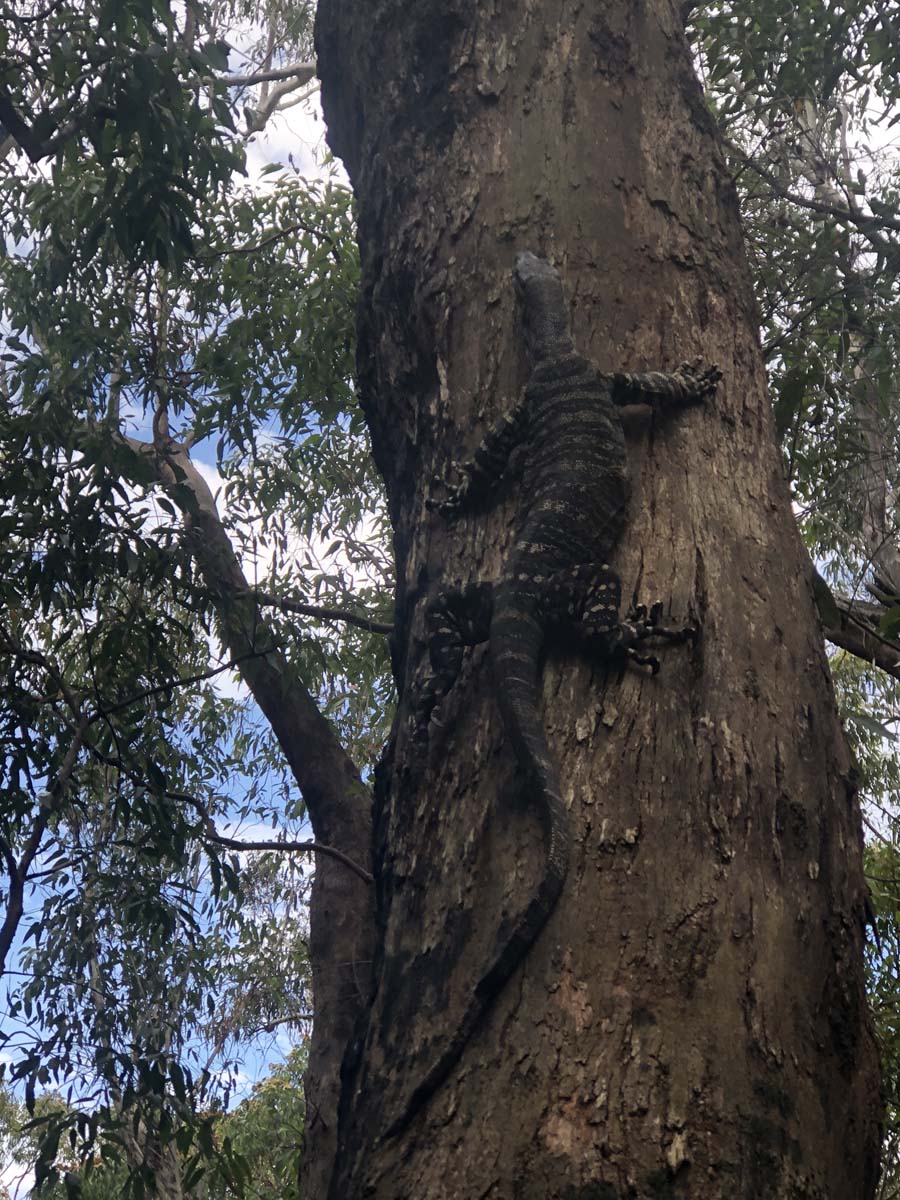 Mount solitary walking track circuit 23