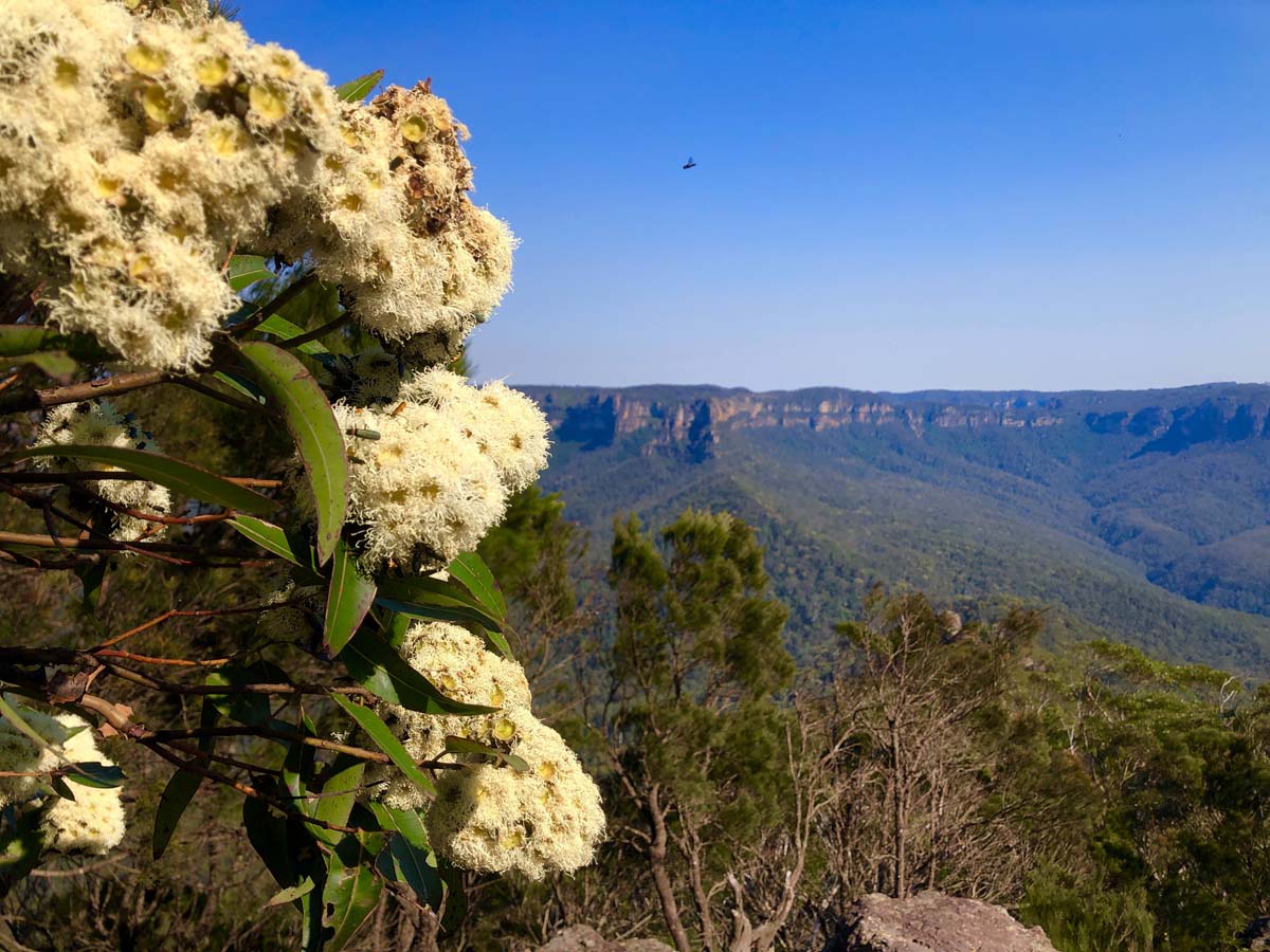 Mount solitary walking track circuit 65