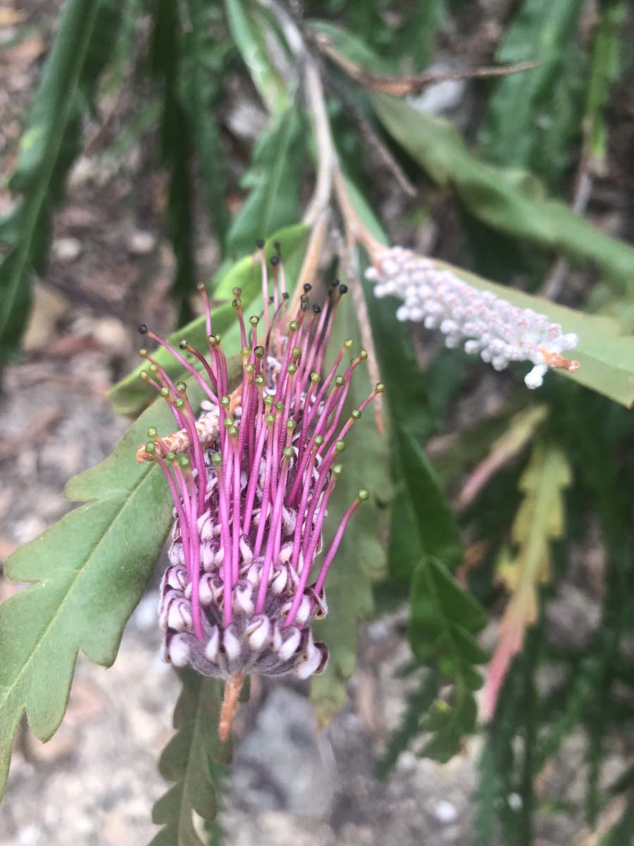 Mount solitary walking track circuit 95