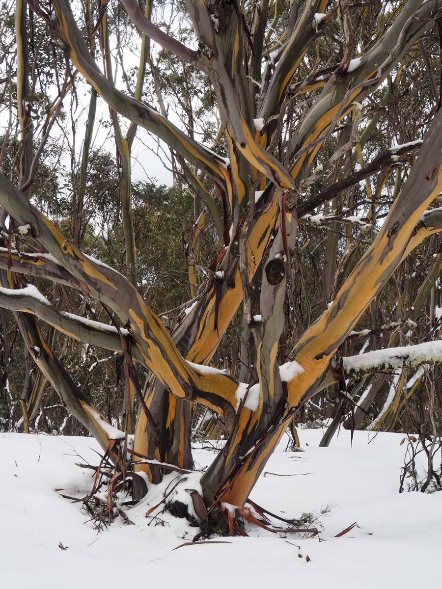 Mount st gwinear hike 34