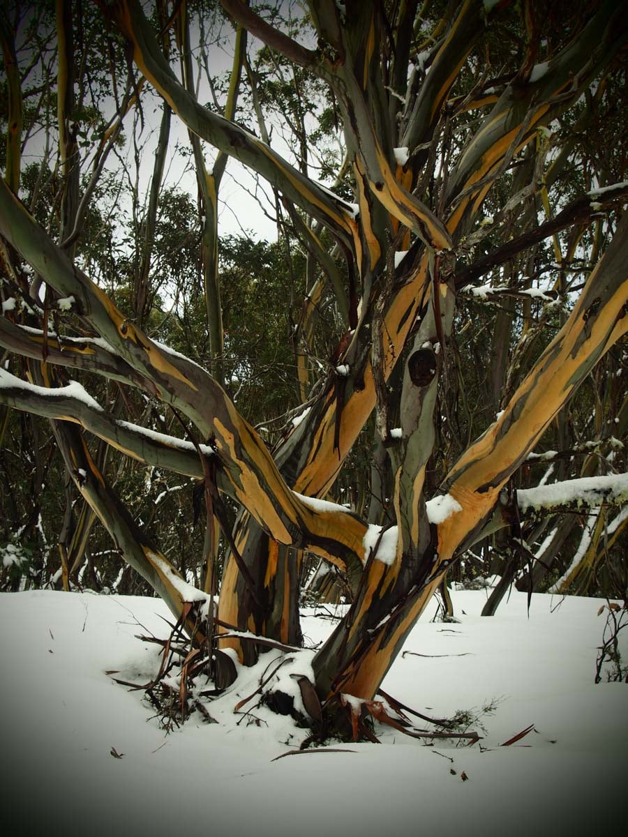 Mount st gwinear hike 35