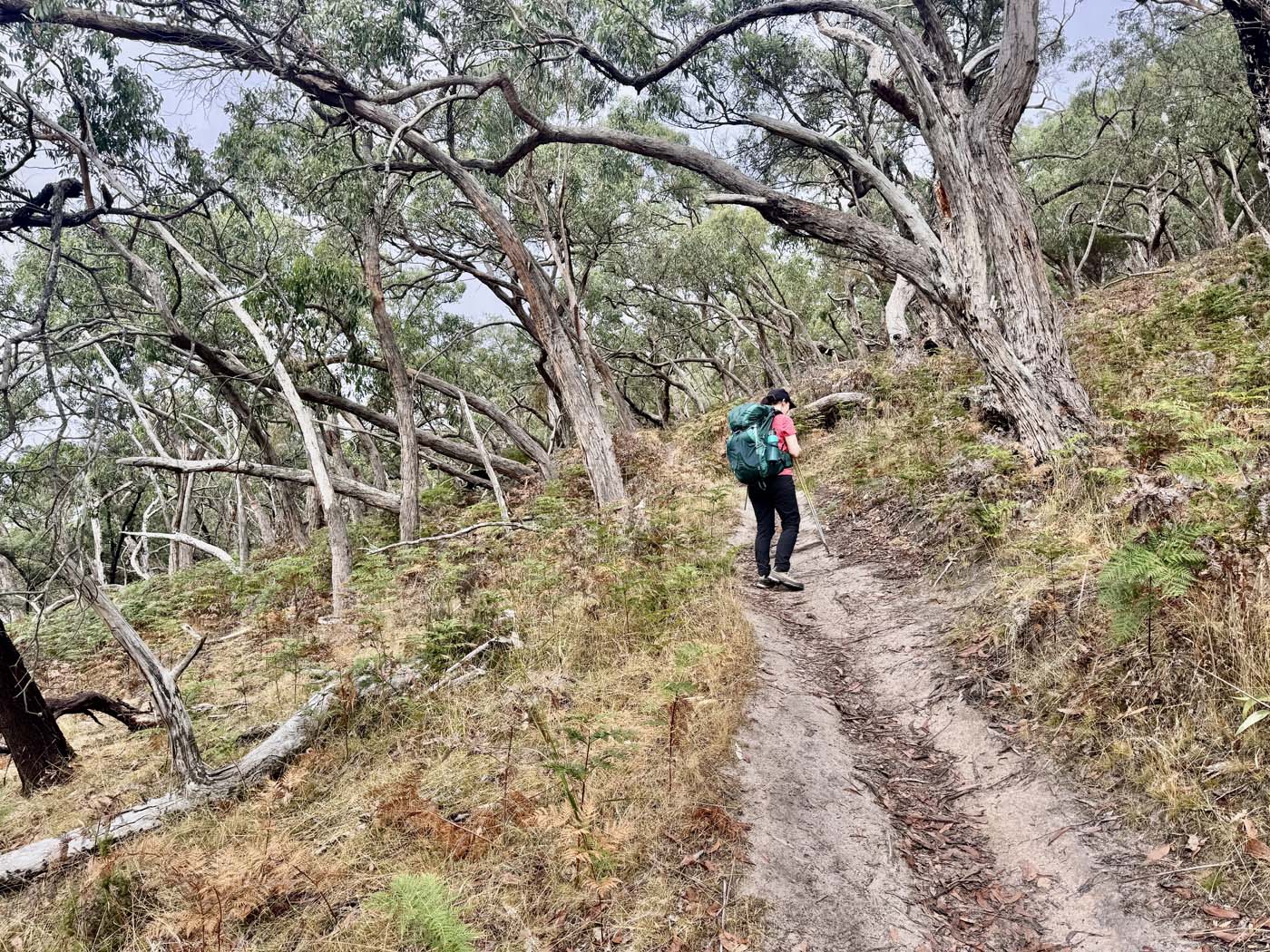 Mount sturgeon (21)