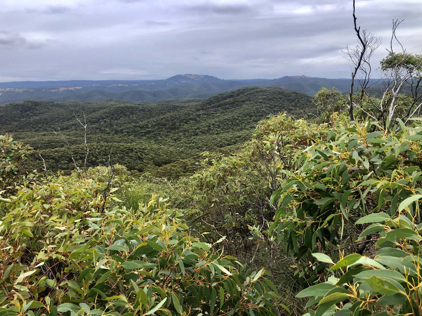 Mount sugarloaf loop walk (10)