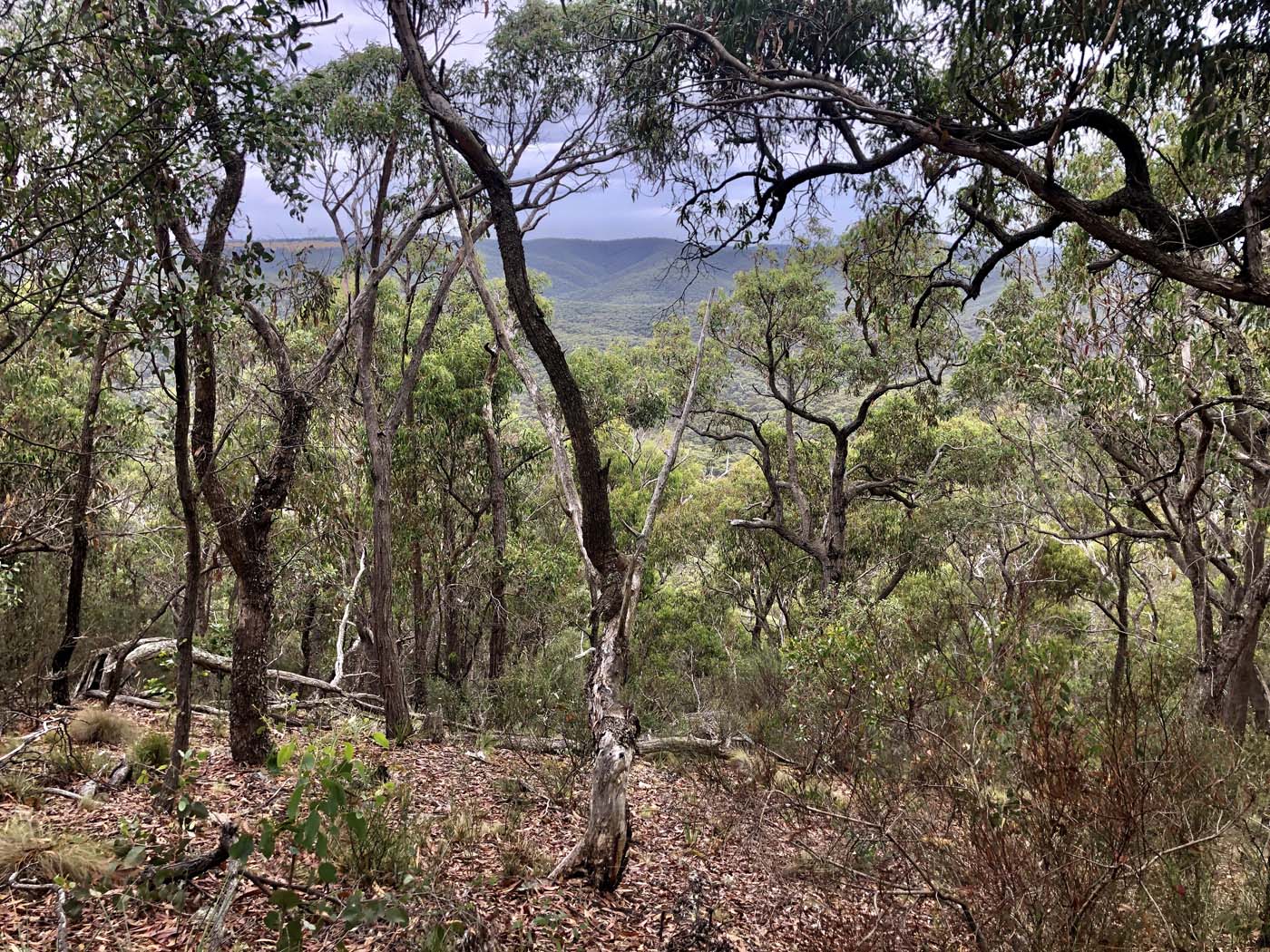 Mount sugarloaf loop walk (11)
