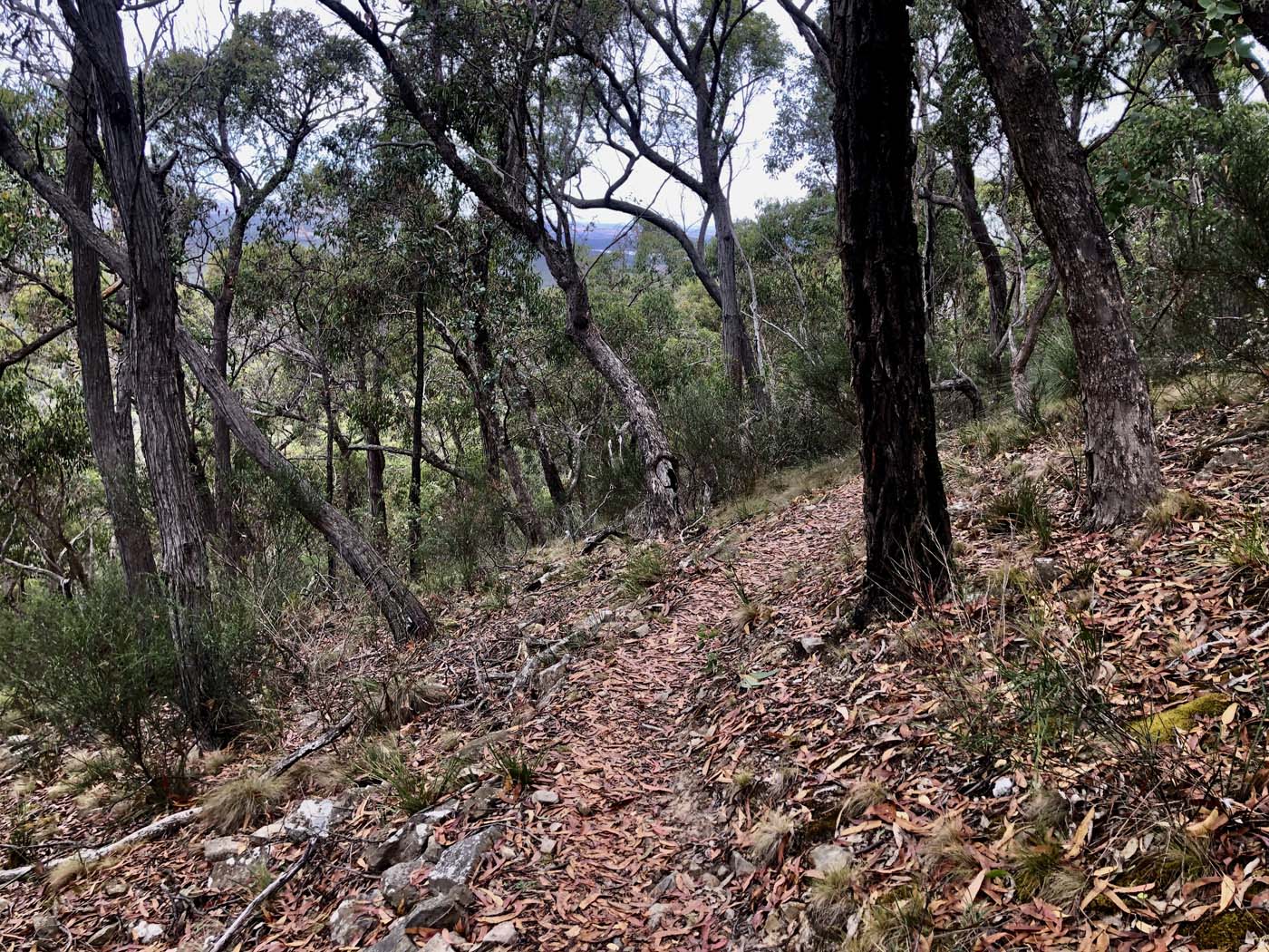 Mount sugarloaf loop walk (12)