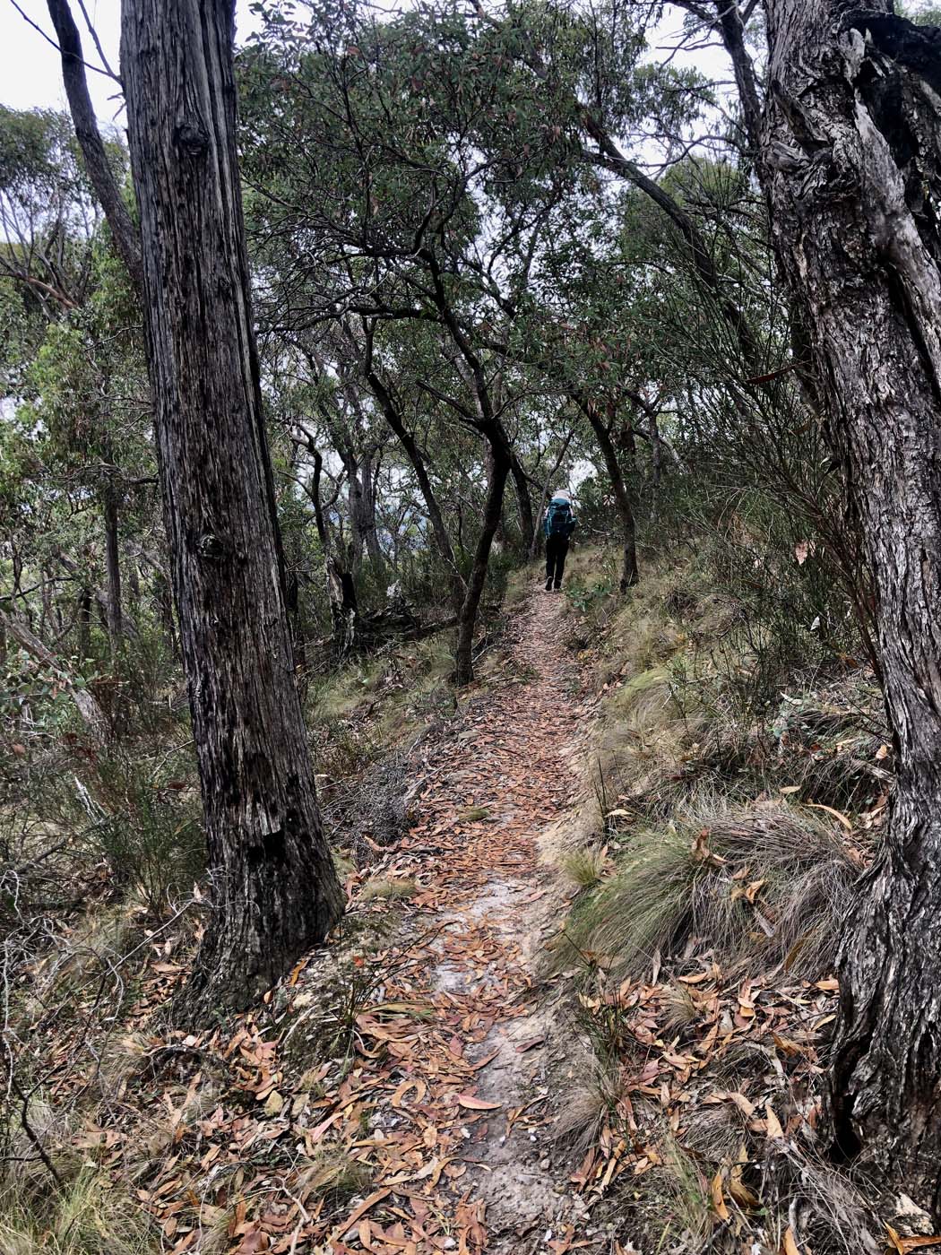 Mount sugarloaf loop walk (13)