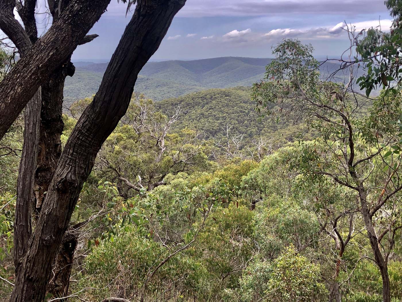 Mount sugarloaf loop walk (14)