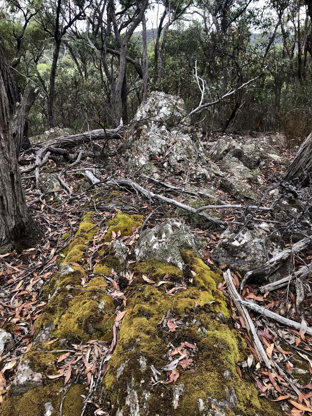 Mount sugarloaf loop walk (15)