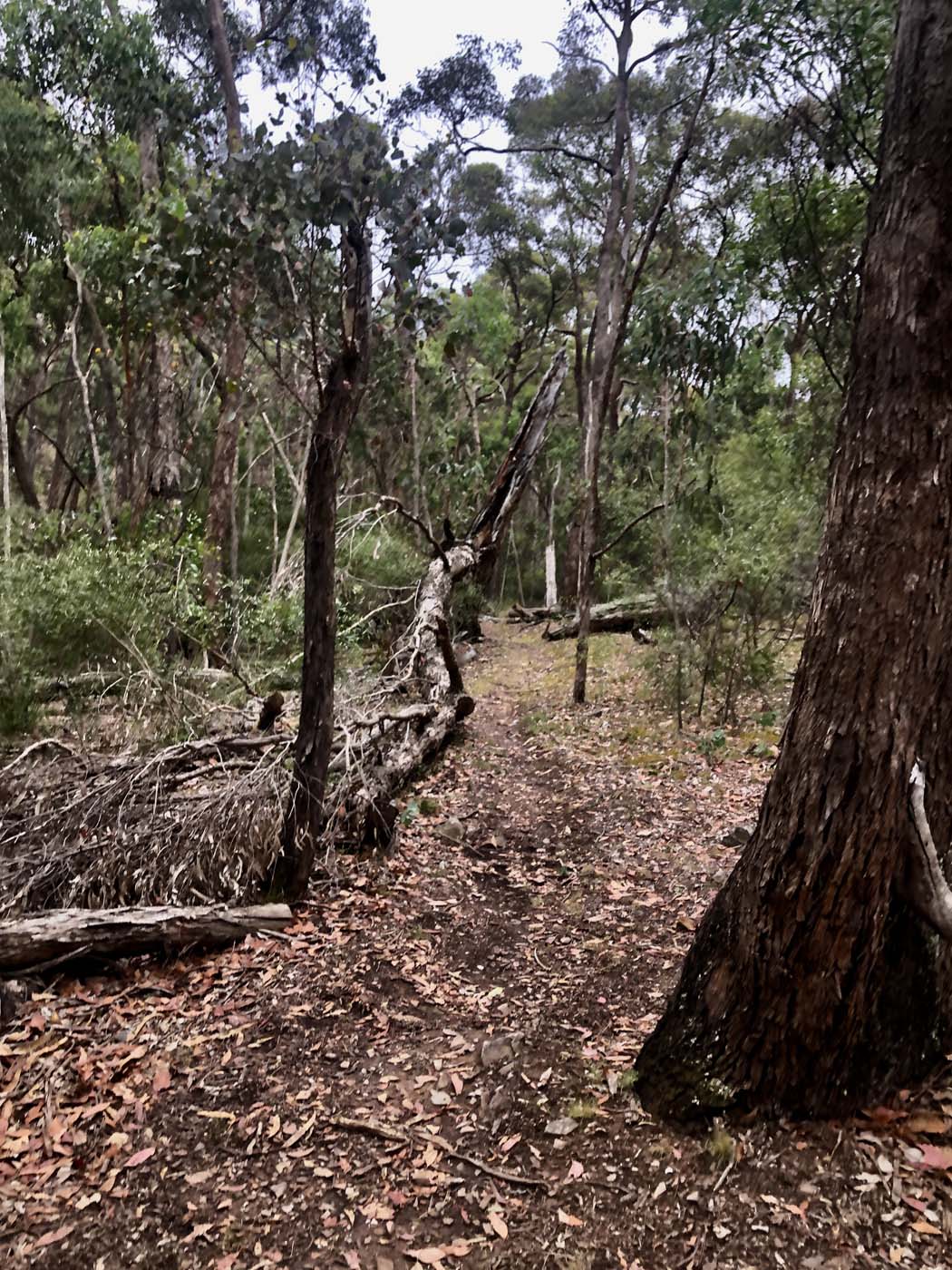 Mount sugarloaf loop walk (16)