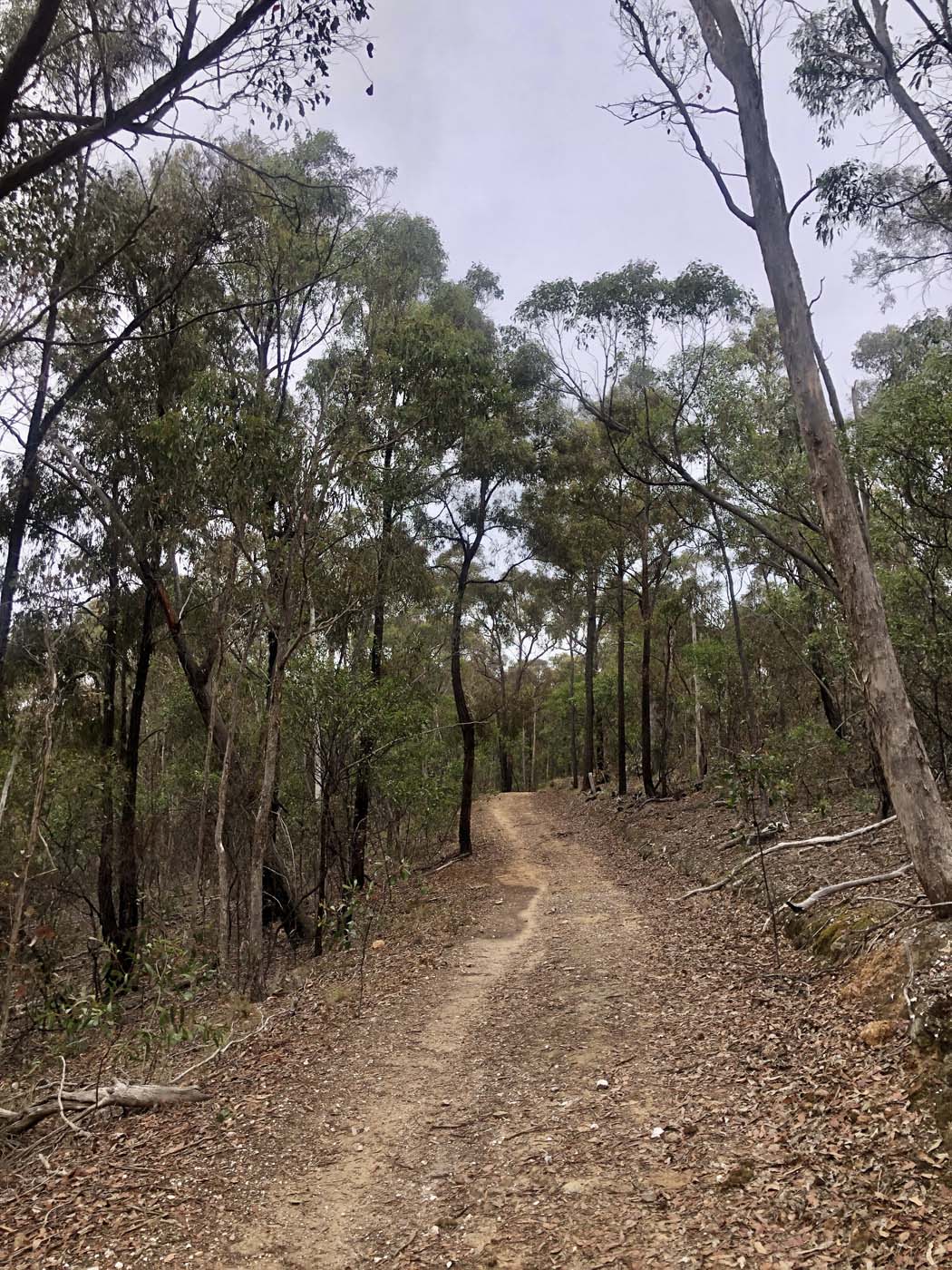 Mount sugarloaf loop walk (2)