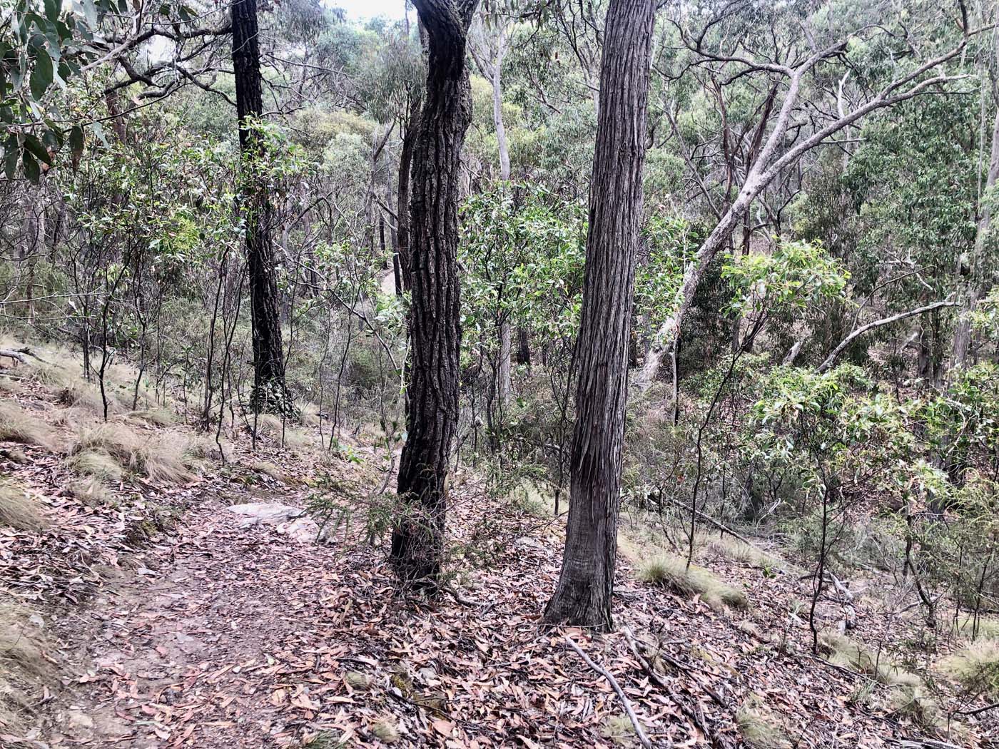 Mount sugarloaf loop walk (3)