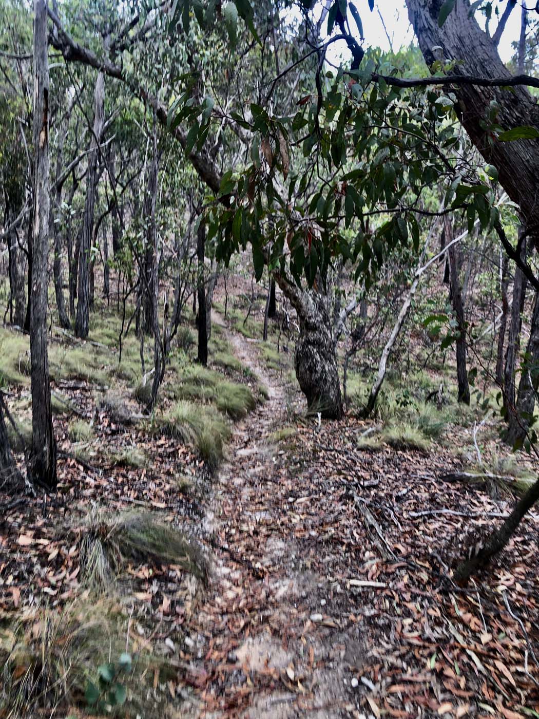 Mount sugarloaf loop walk (4)
