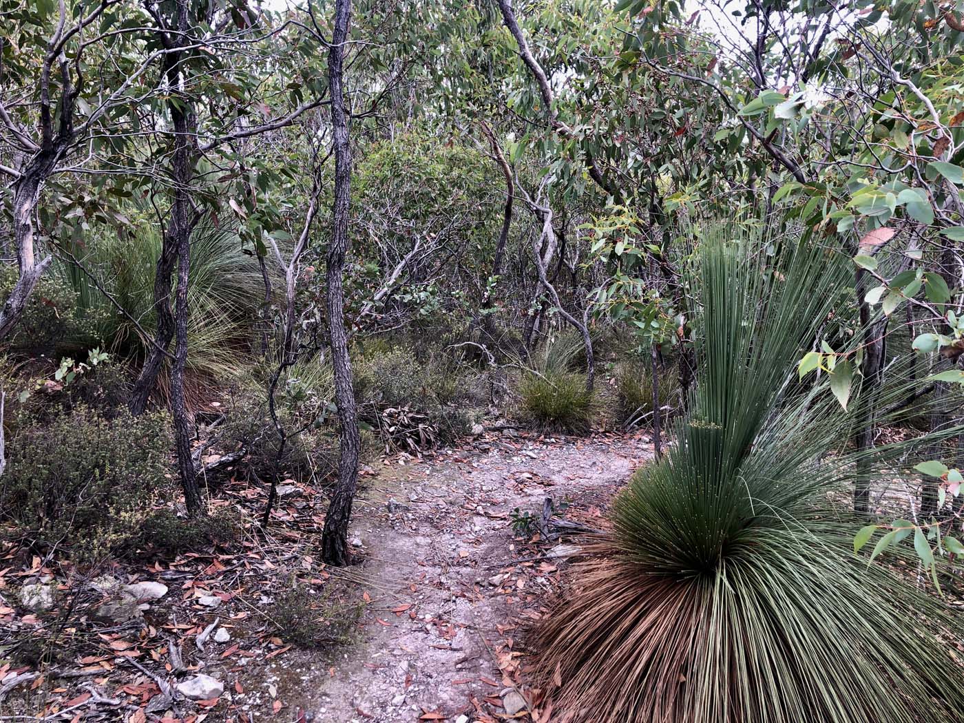 Mount sugarloaf loop walk (5)