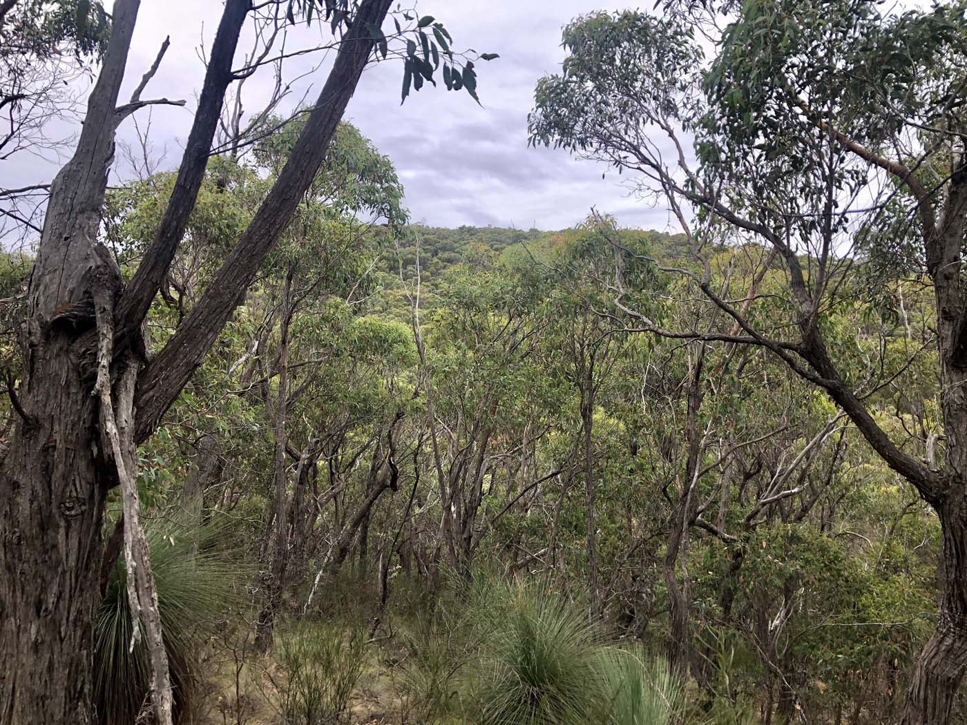 Mount sugarloaf loop walk (6)