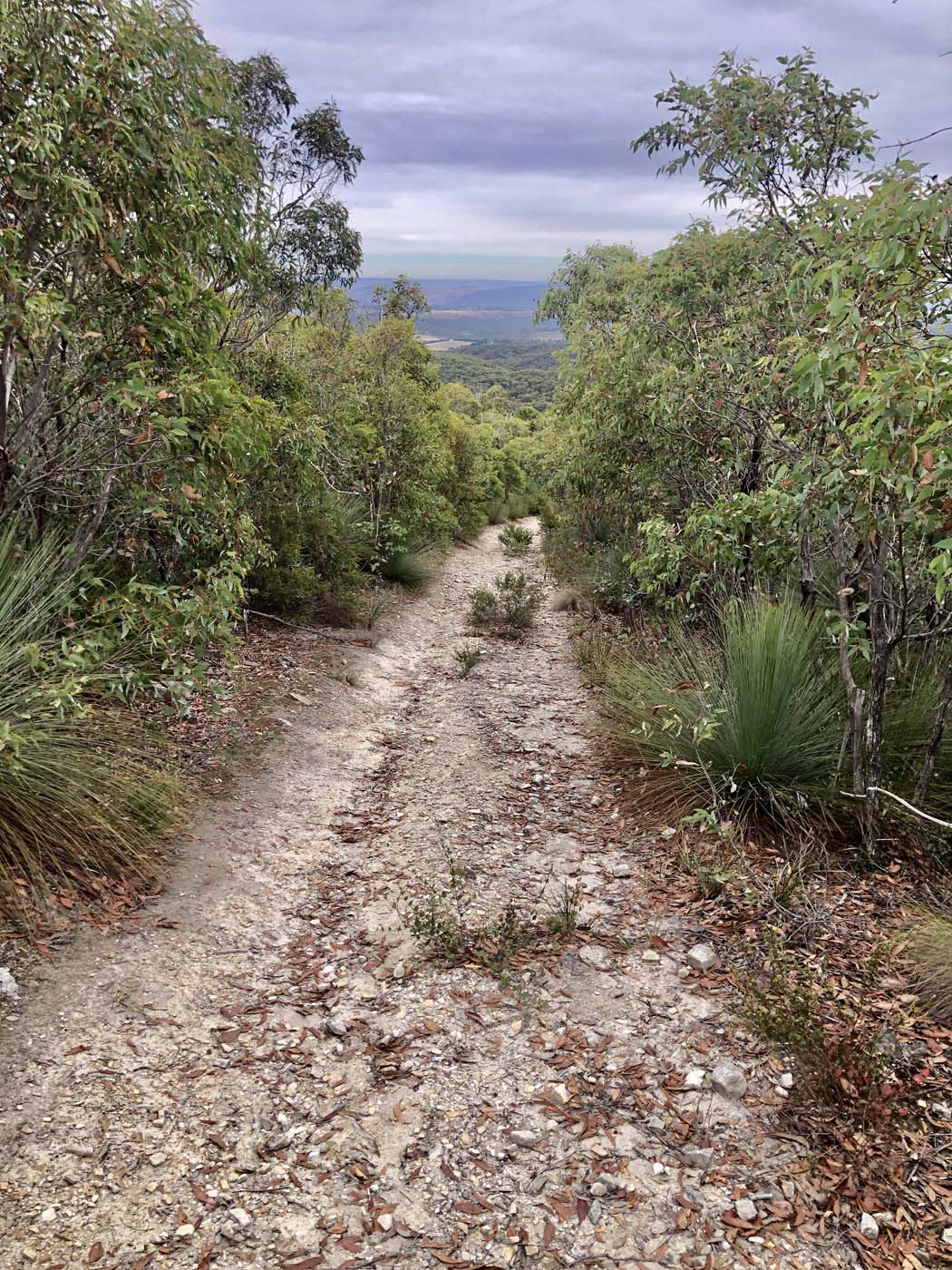Mount sugarloaf loop walk (7)