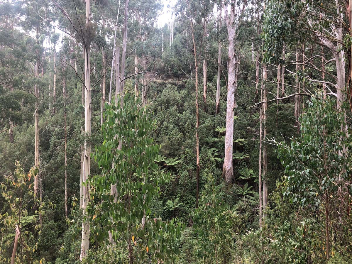 Mount tassie loop hike 1