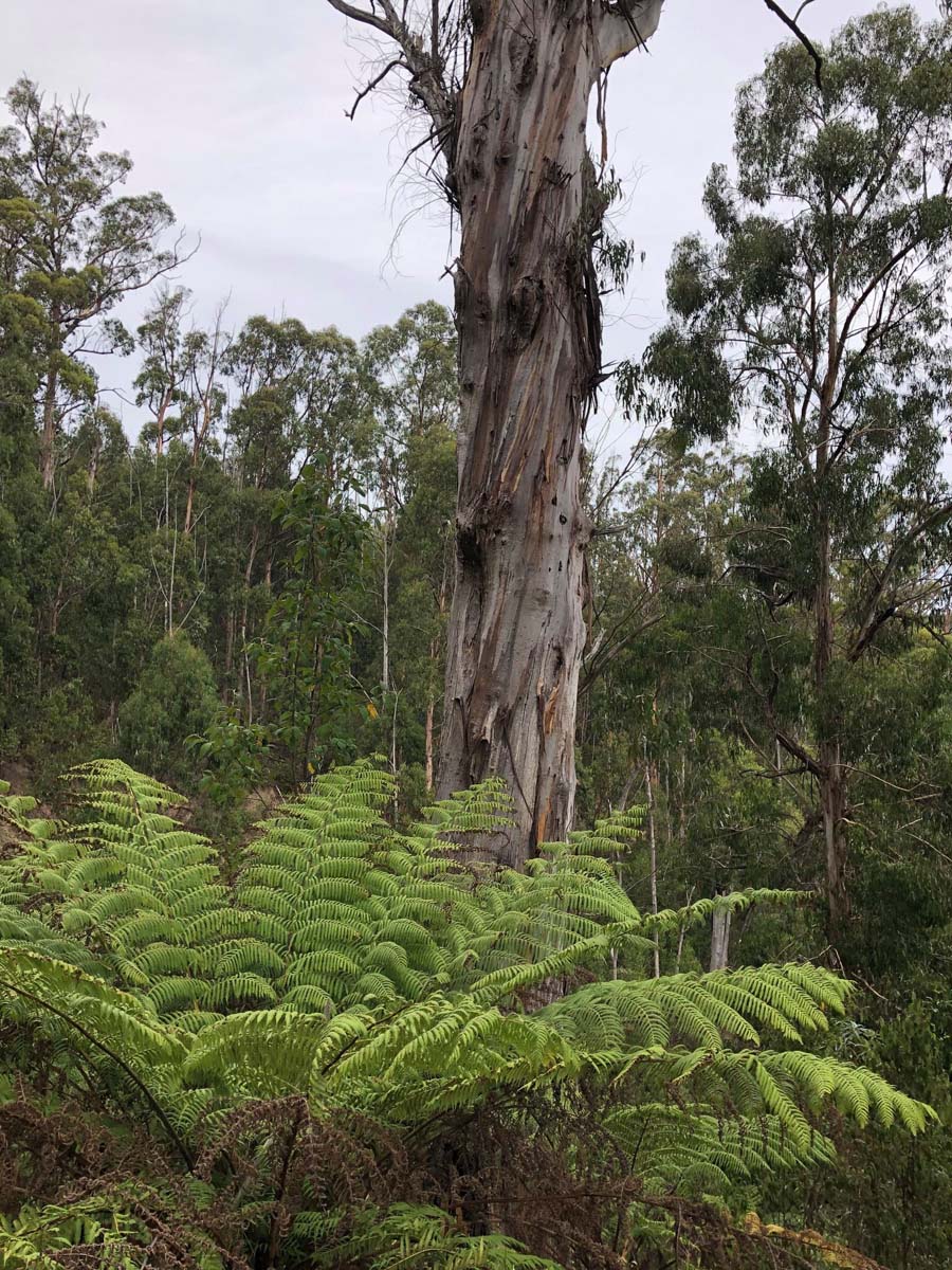 Mount tassie loop hike 10