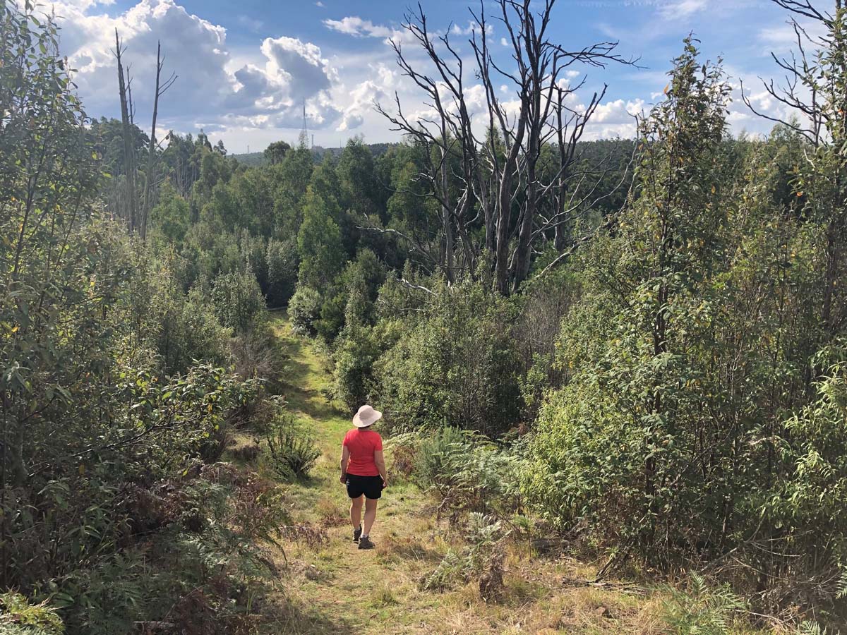 Mount tassie loop hike 13