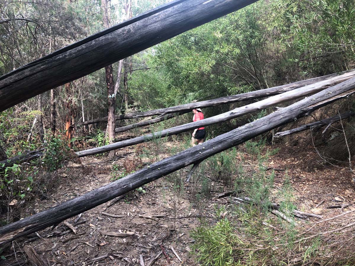 Mount tassie loop hike 14