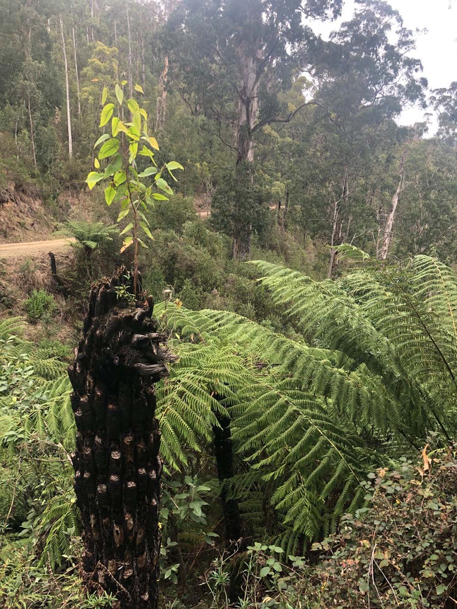 Mount tassie loop hike 20