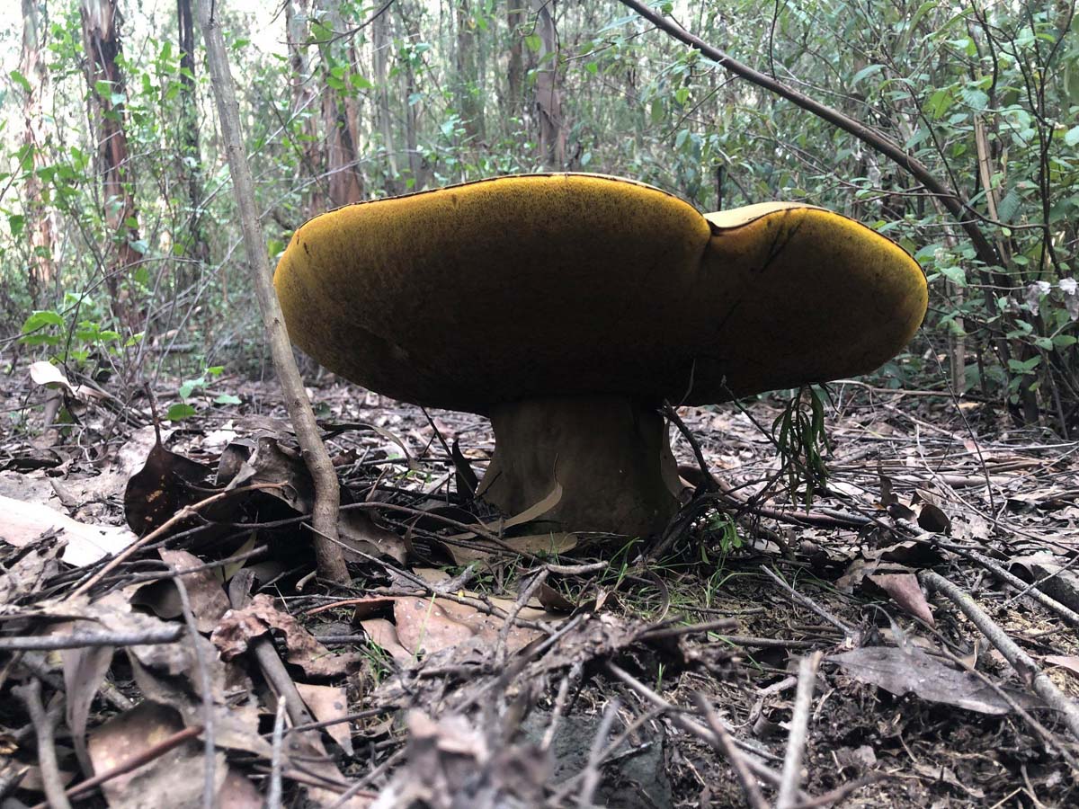 Mount tassie loop hike 25